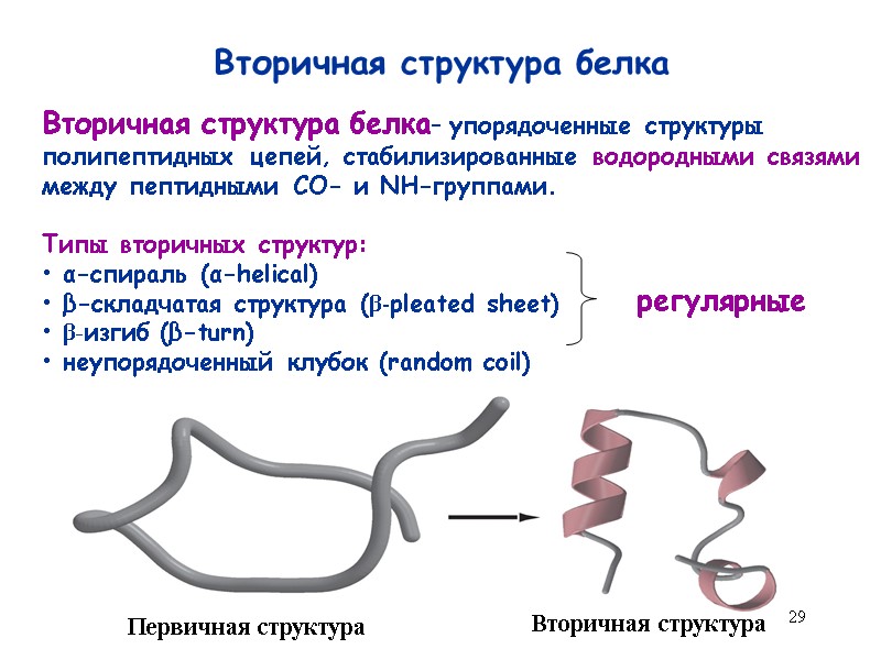 29 Вторичная структура белка Вторичная структура белка– упорядоченные структуры  полипептидных цепей, стабилизированные водородными